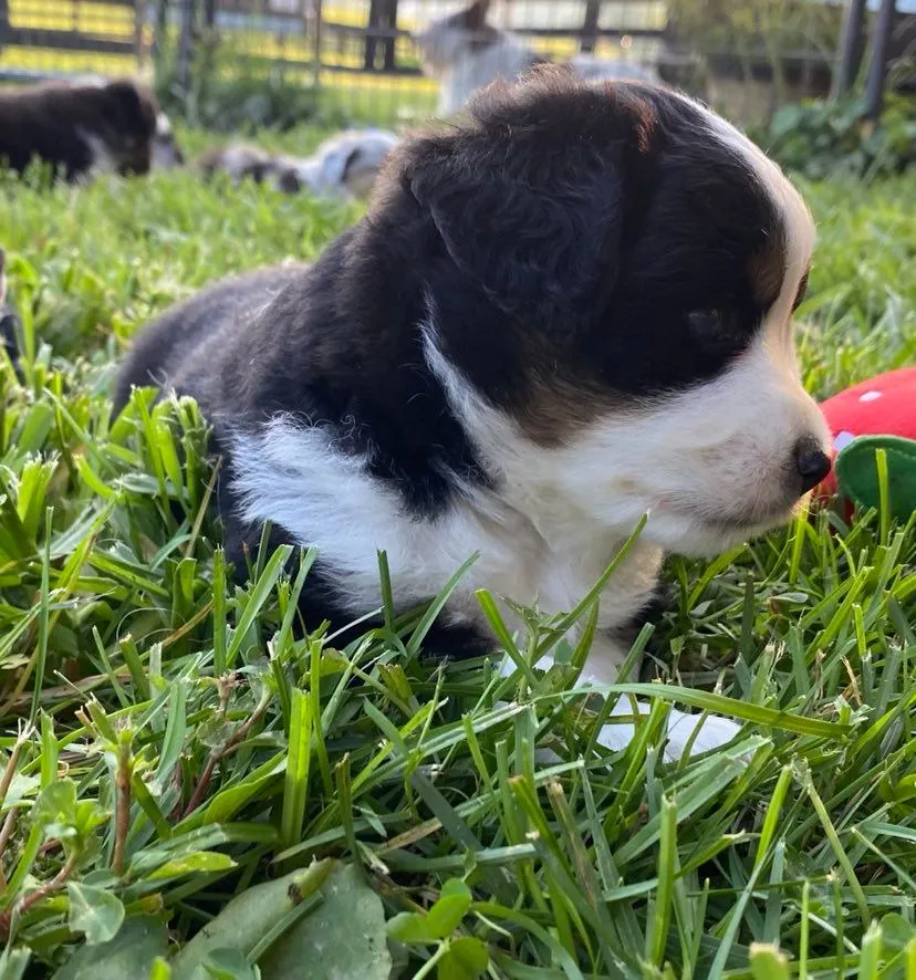 Black tri male with blue eyes during outdoor play