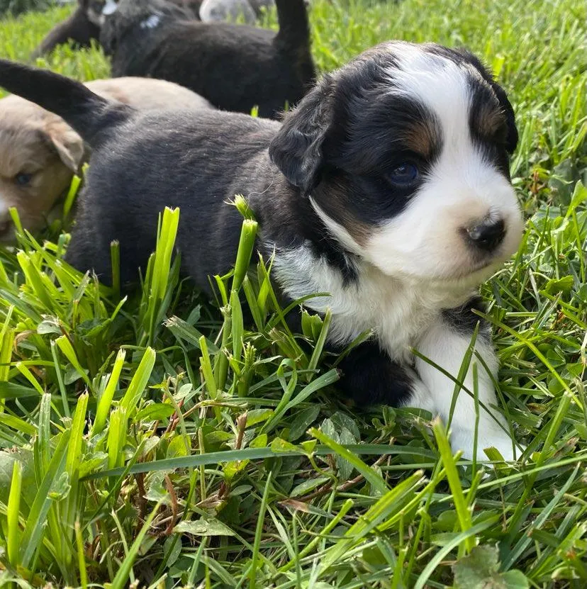 Black tri male with blue eyes looking directly at camera
