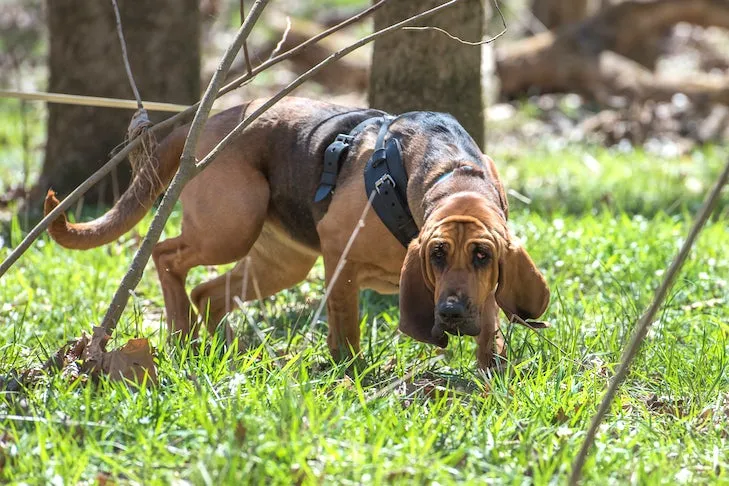 Bloodhound on a scent in the woods