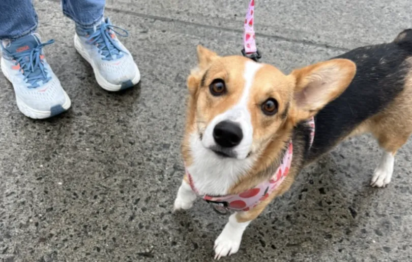 Blossom the corgi standing on the sidewalk