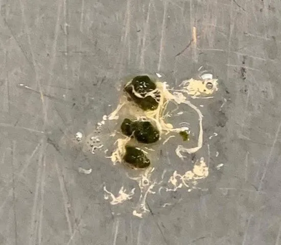 Blue and gold macaw dropping with excessive urine indicating polyuria