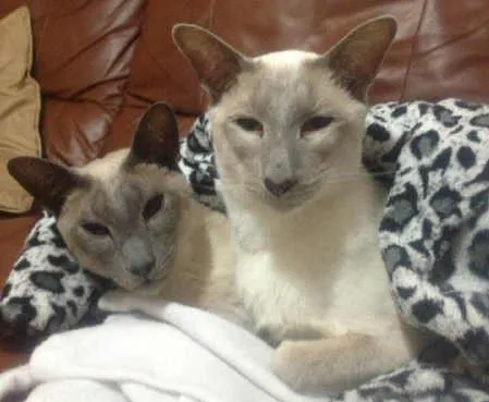 Blue and Lilac Point Siamese cats side by side