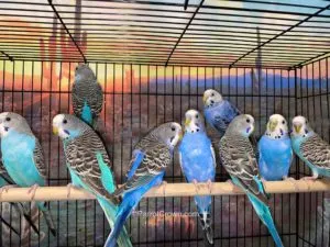 Blue and Violet Parakeets perched together showcasing their vibrant colors