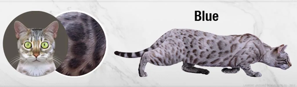 Blue Bengal cats with dilute gray-blue markings