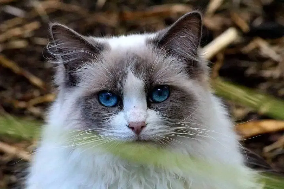 Blue bi-color female Squeak