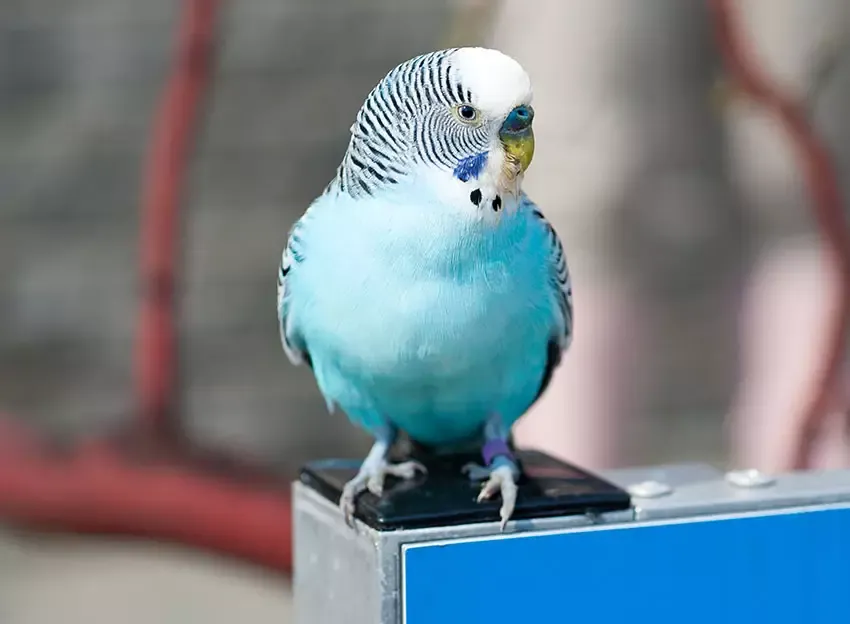 Blue budgie perched in its cage