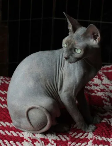 Blue Cream Sphynx cat illustrating dilute tortie pattern with steely blue paw pads and mint eyes
