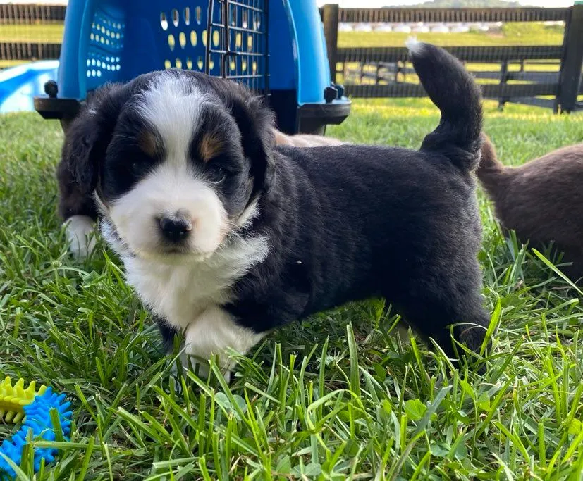 Blue-eyed black tri male in playful pose