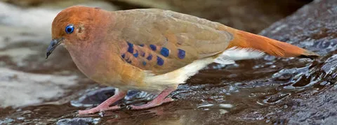 Blue-Eyed Ground-Dove with distinctive blue eyes and spotted wings.