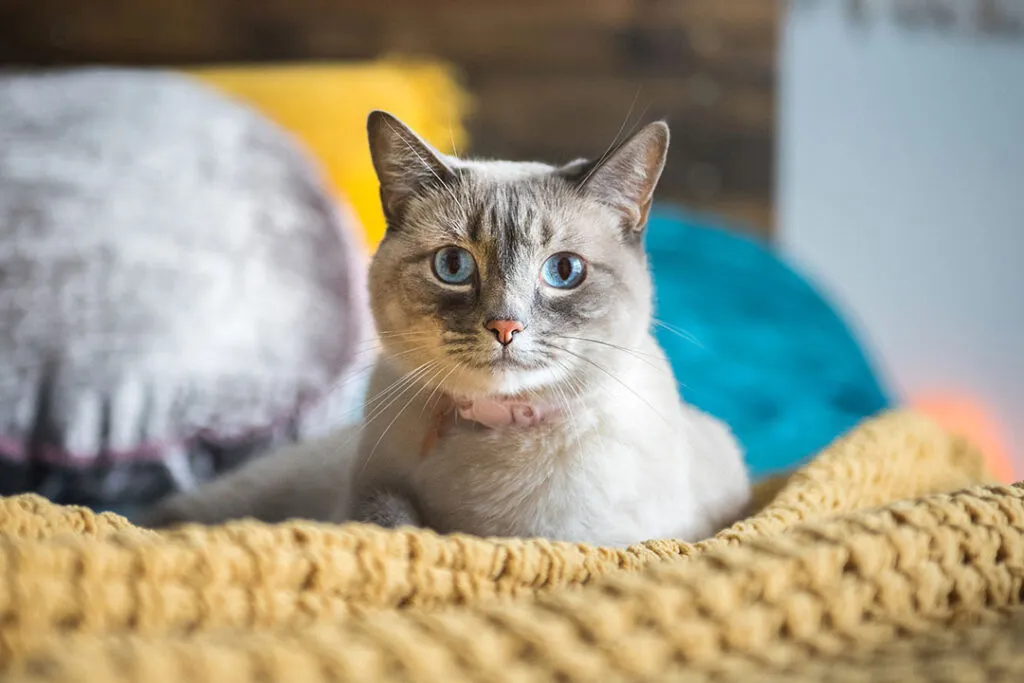 Blue-eyed Siamese cat sitting on bed with yellow and teal blankets