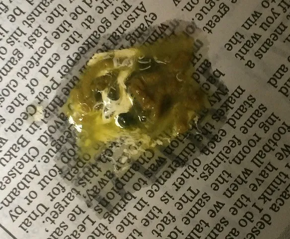 Blue-fronted Amazon parrot dropping exhibiting true diarrhea