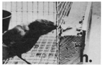 Blue jay using paper as a tool to gather food outside the cage (Jones & Kamil, 1973)