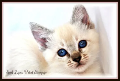 Blue Lynx Point Balinese in motion