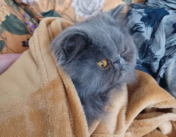 Blue Persian cat during grooming session with owner