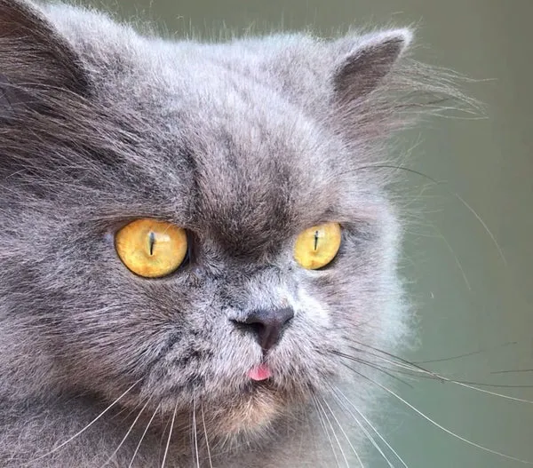 Blue Persian cat enjoying a meal of wet food