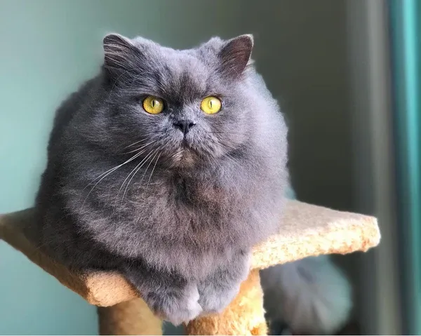 Blue Persian cat lounging regally on a cat tree