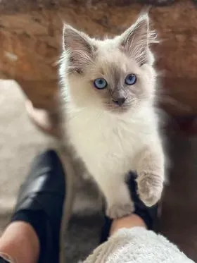 Blue point female kitten ForeverMeltdown aka Flipper