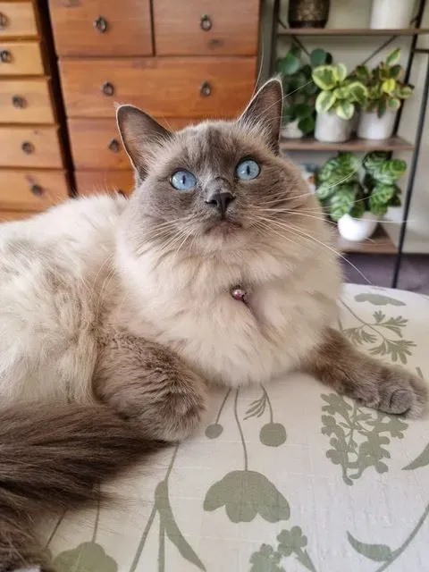 Blue point female Willow