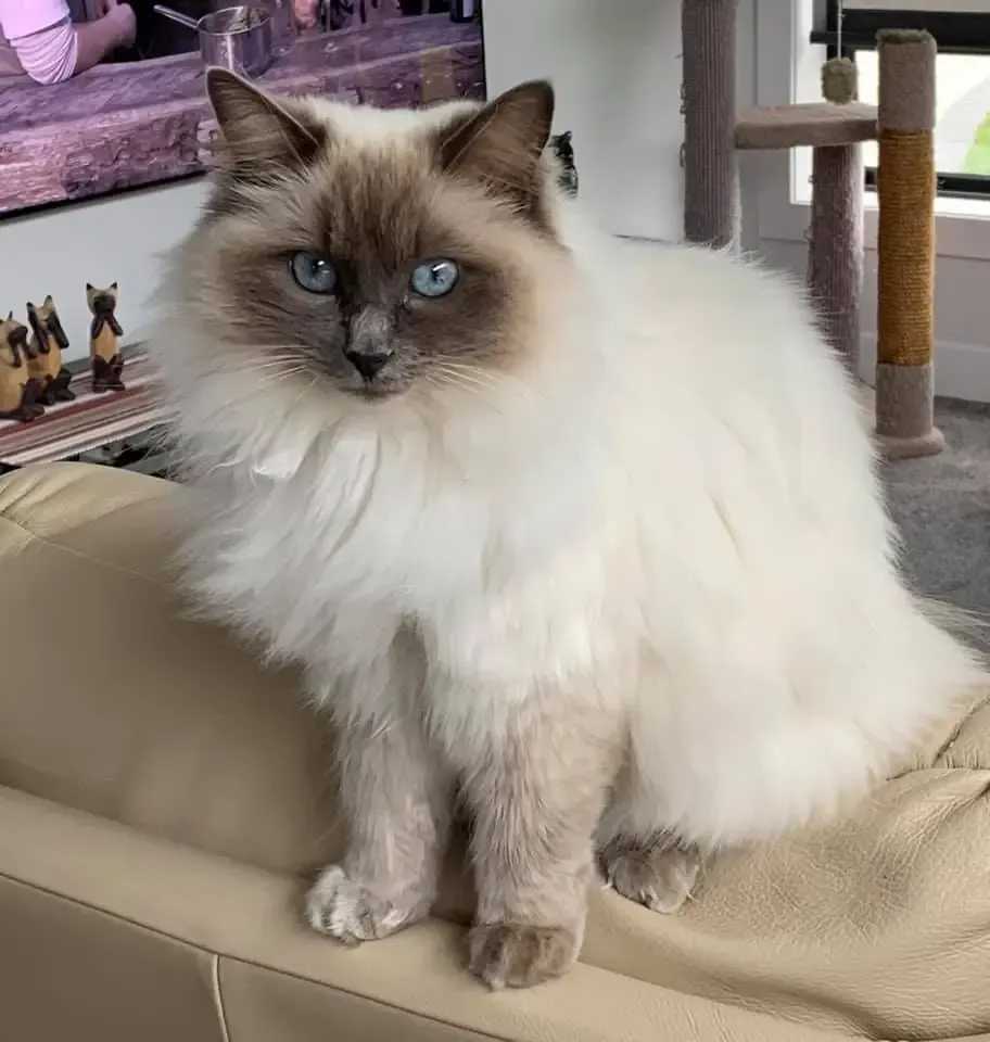 Blue point female Zarabella