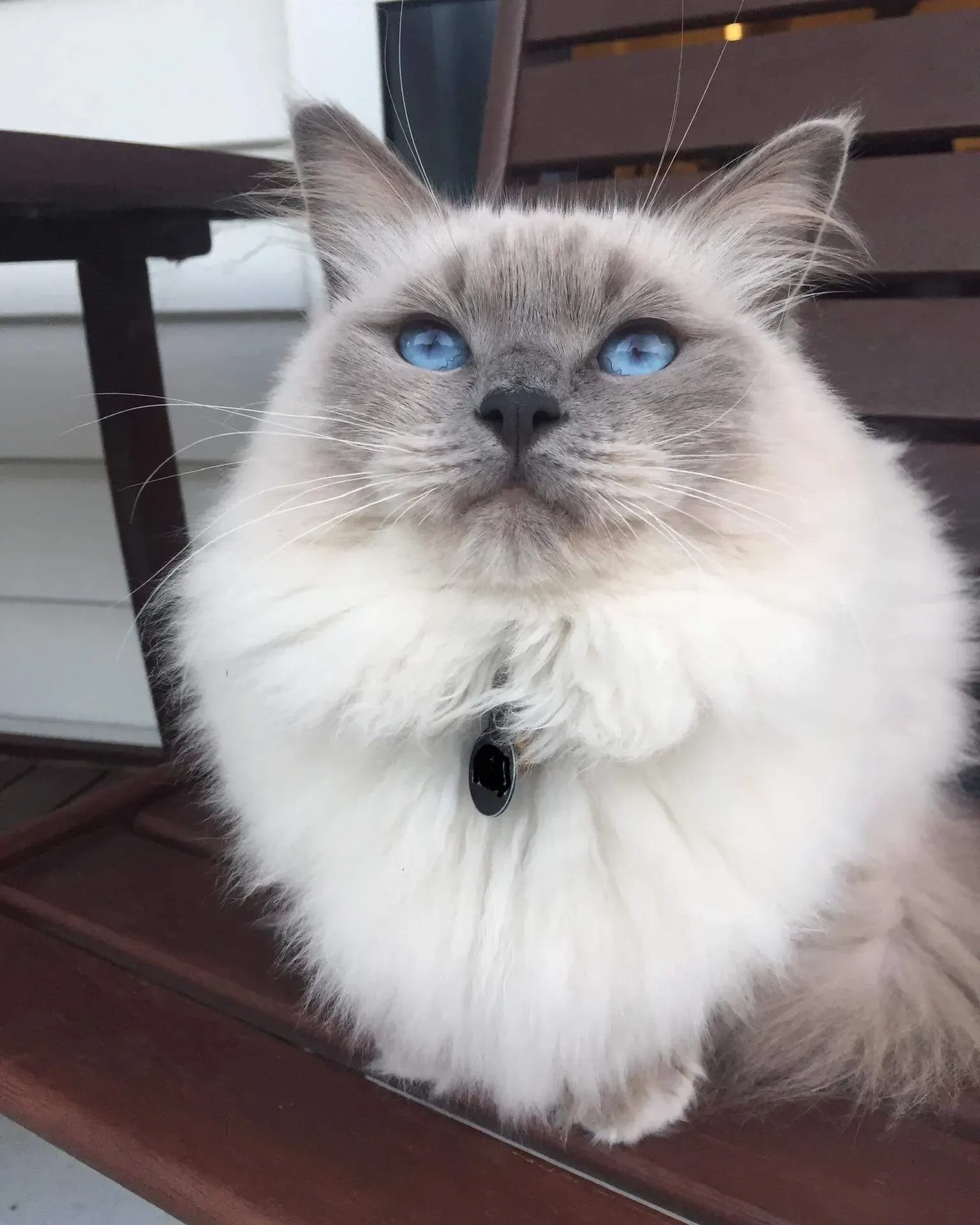 Blue point male Henrey