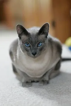 Blue point Siamese cat