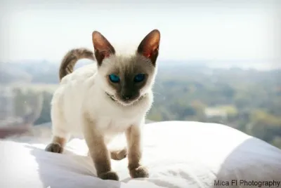 Blue Point Siamese kitten