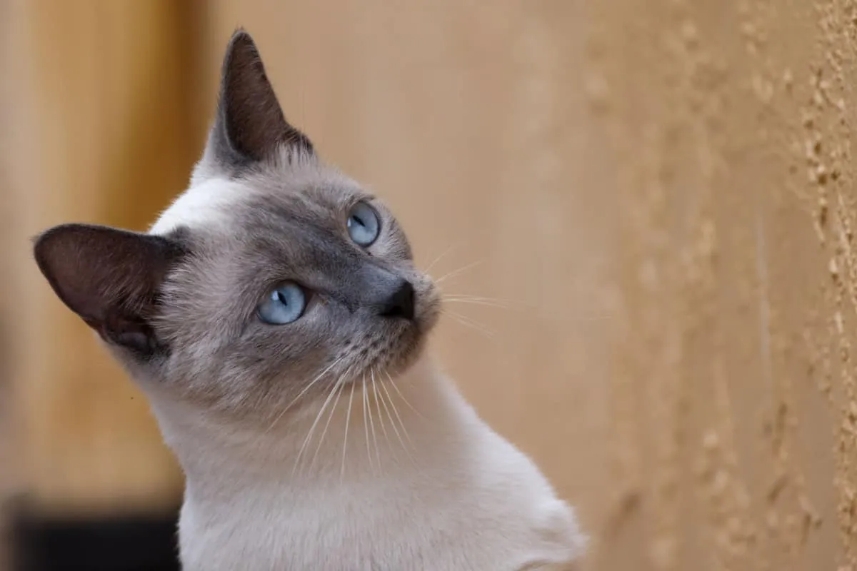 Blue Points siamese