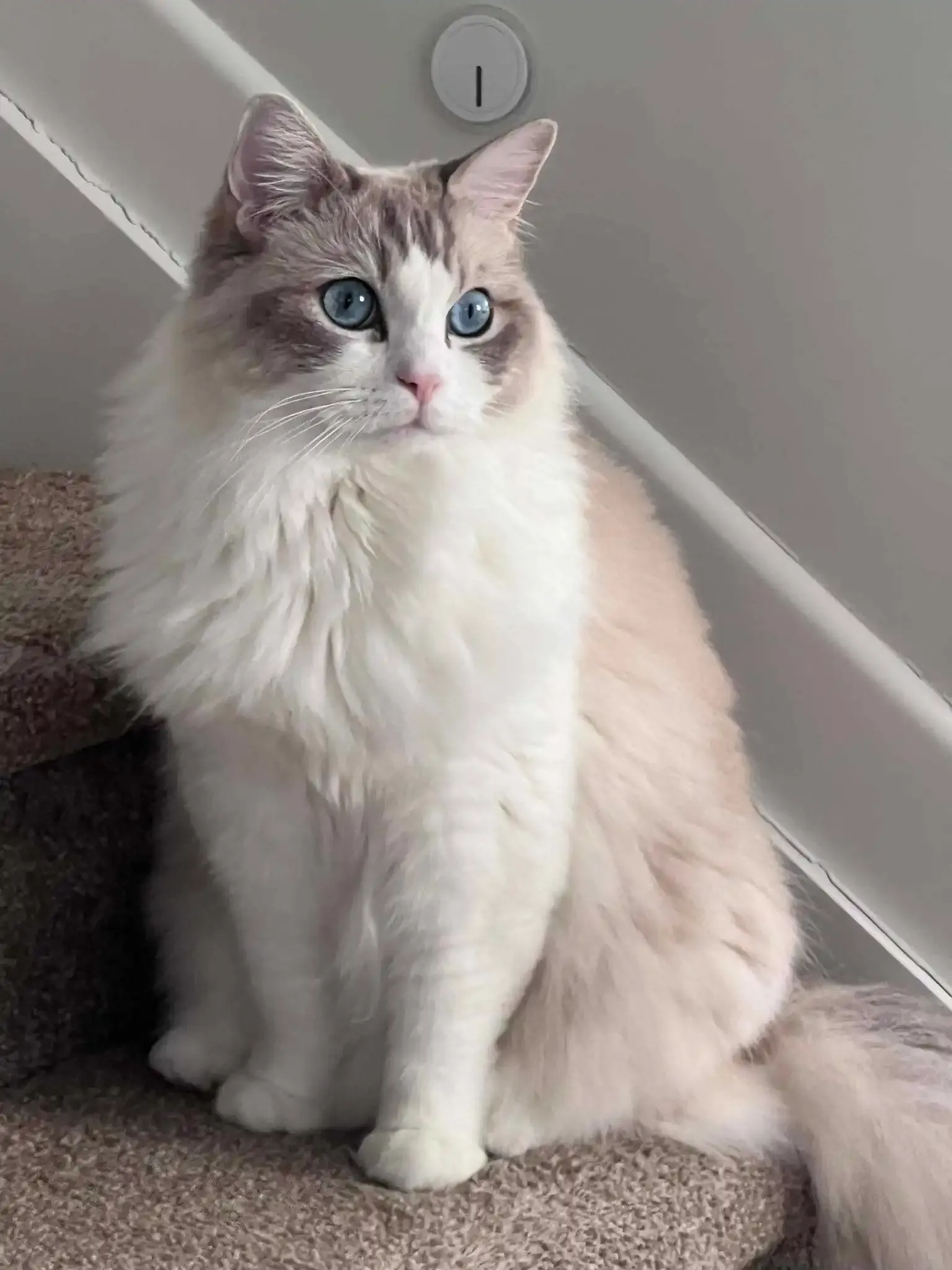 Blue tabby bi-color female Cocoa