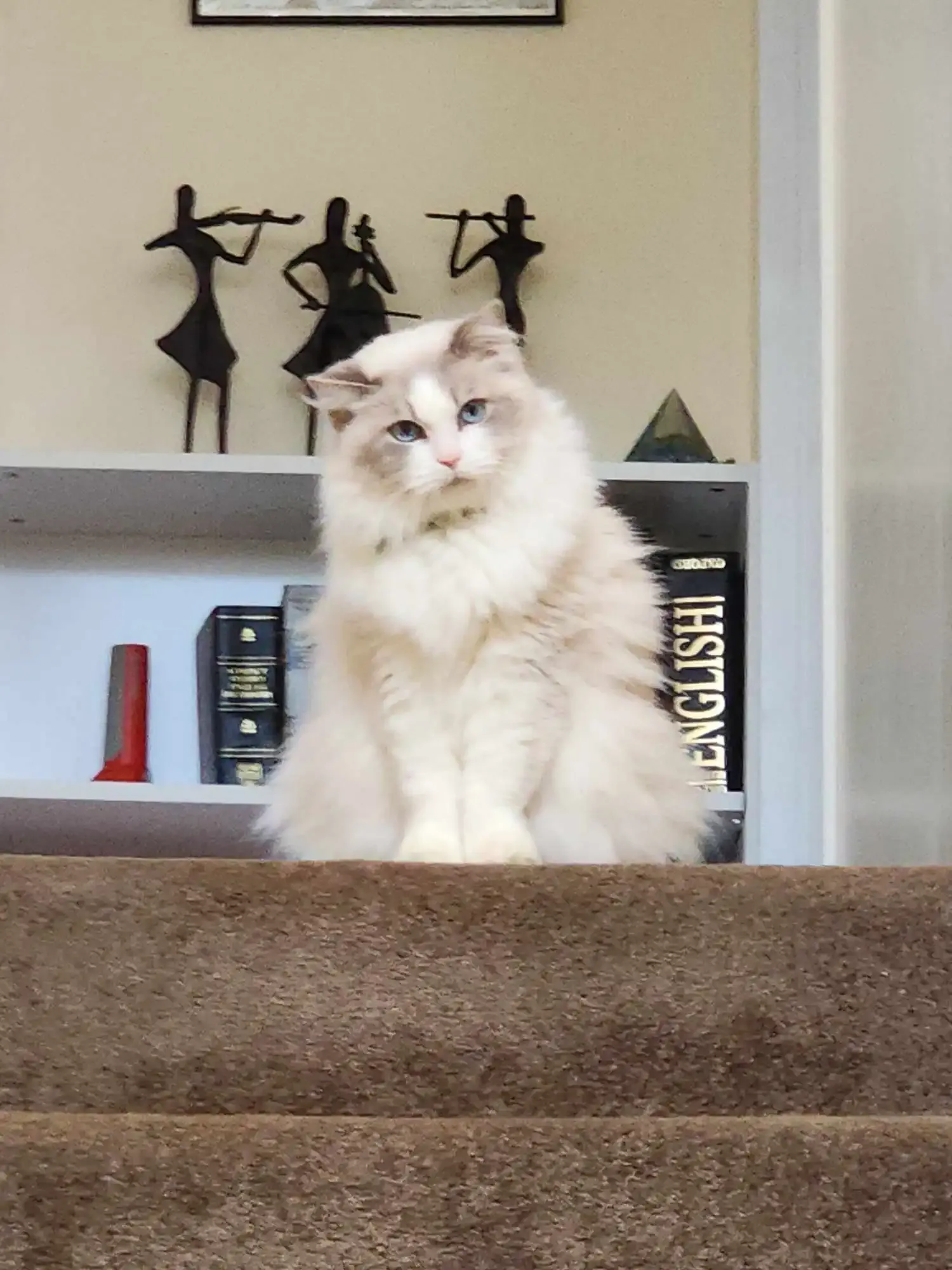 Blue tabby bi-color female Cyan