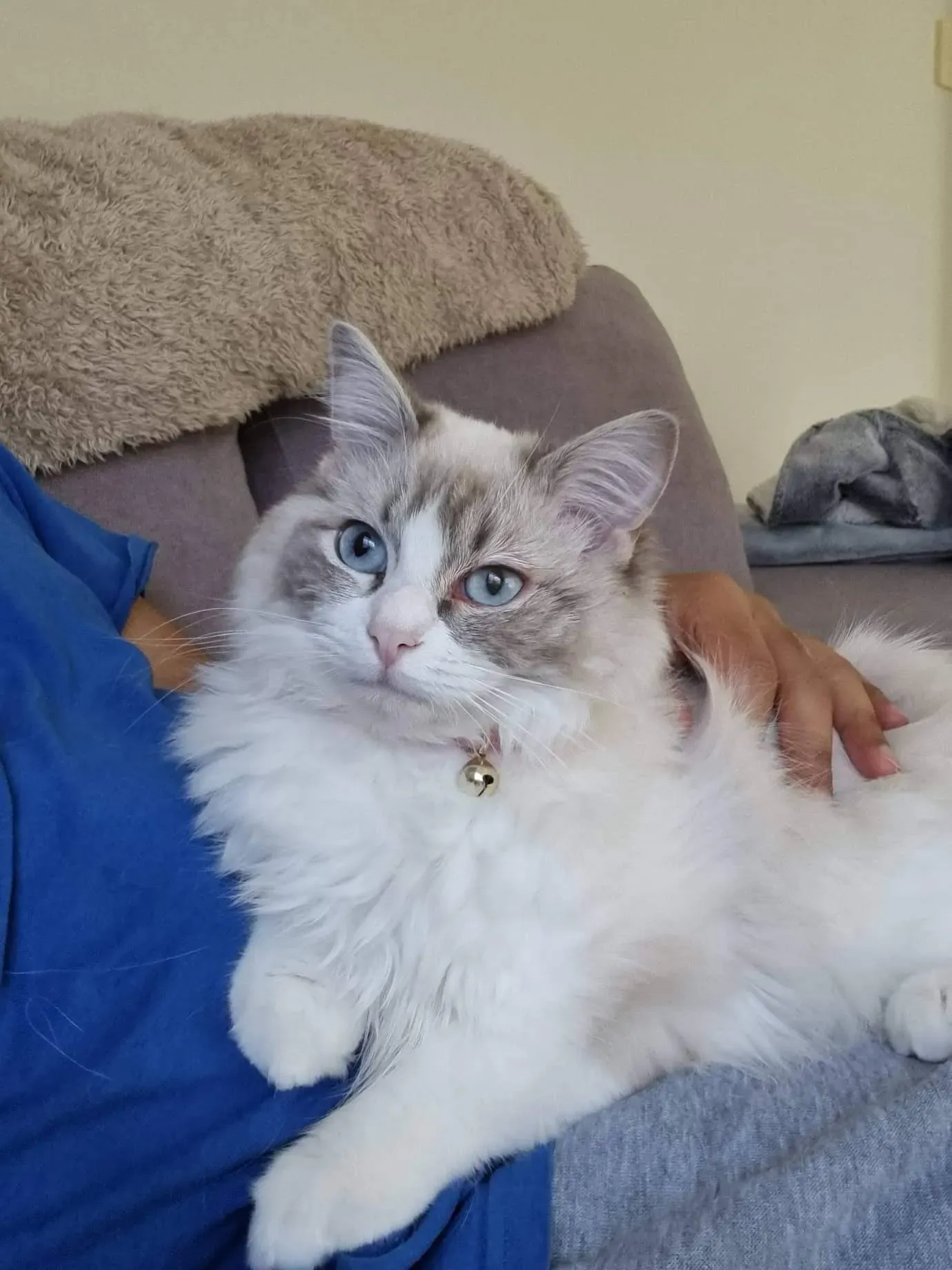 Blue tabby bi-color female Miracle Star aka Luna