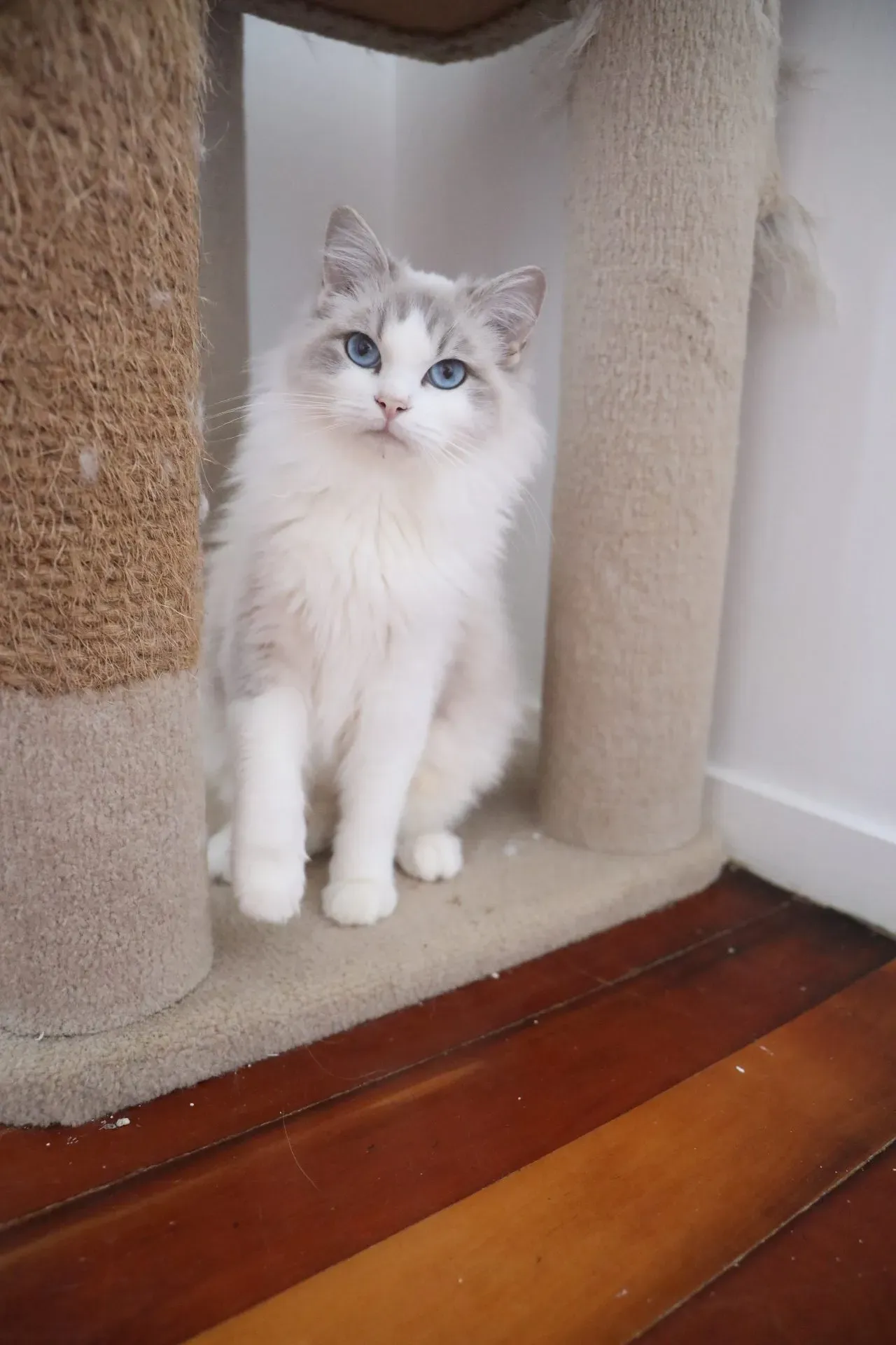 Blue tabby bi-color female Moonbeam