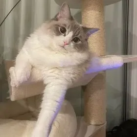 Blue tabby bi-color female Pisces aka Timothée