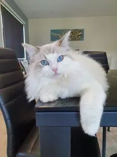 Blue tabby bi-color female Princess Slyvee