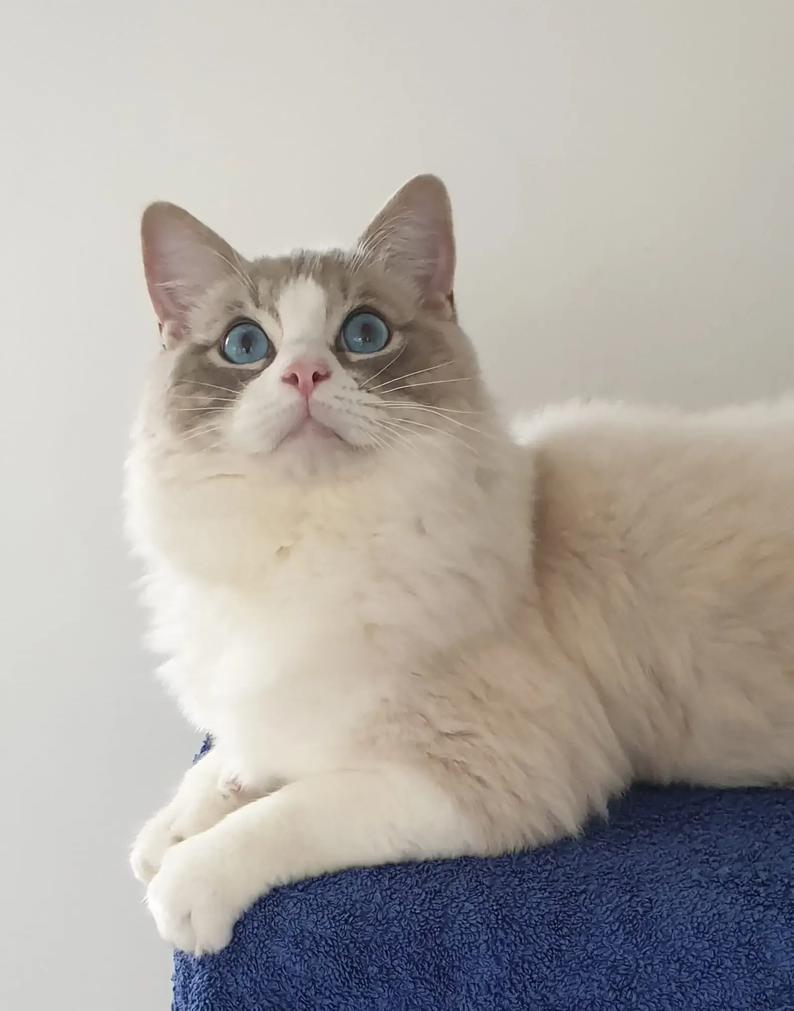 Blue tabby bi-color male Panda