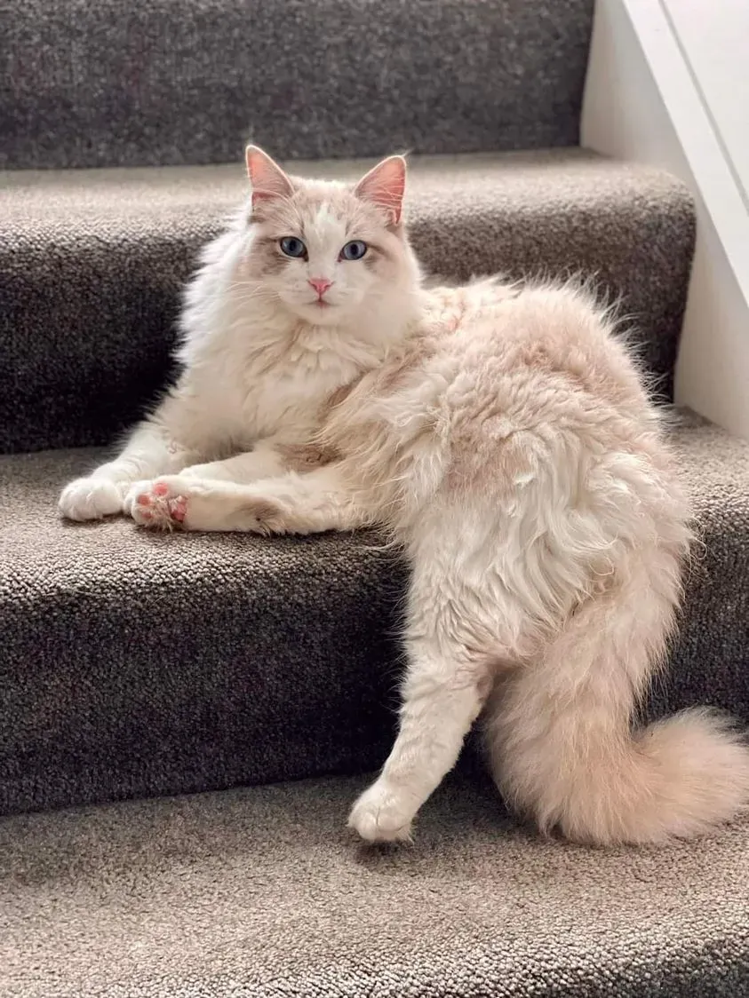 Blue tabby bi-color male Tony