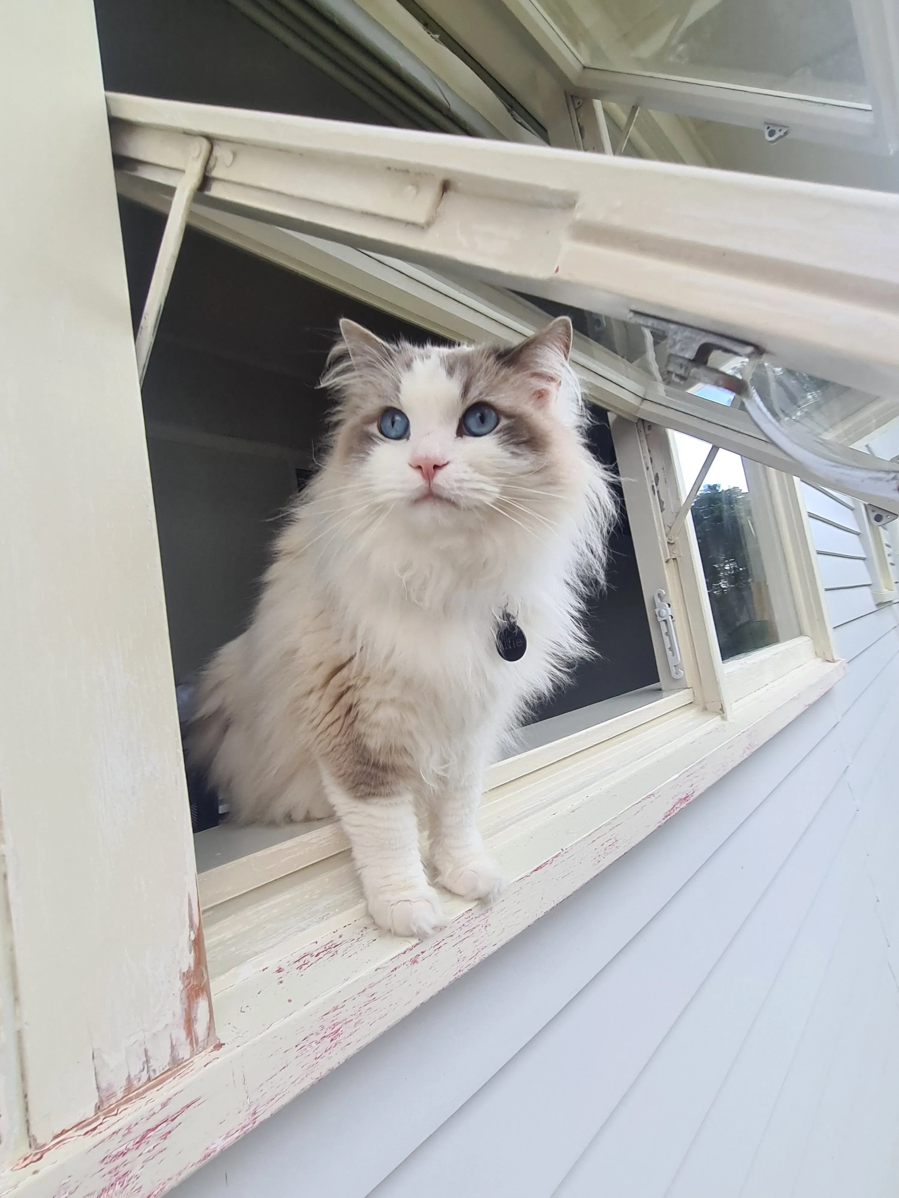 Blue tabby bi-color male Woofie aka Alfie