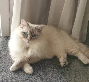 Blue tabby point female Elsa