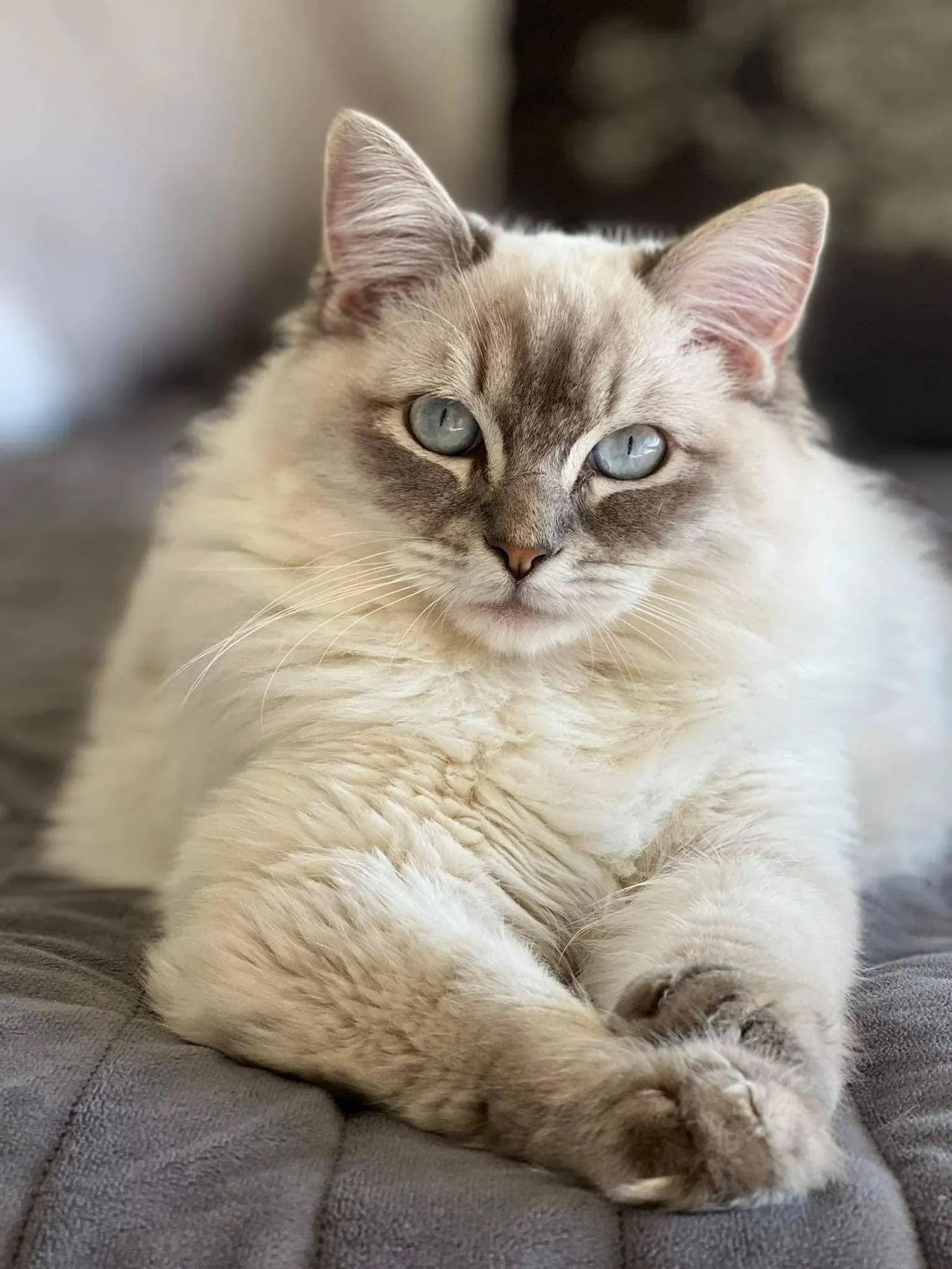 Blue tabby point male Dusk Star