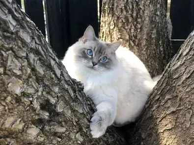 Blue tabby point male Georgie