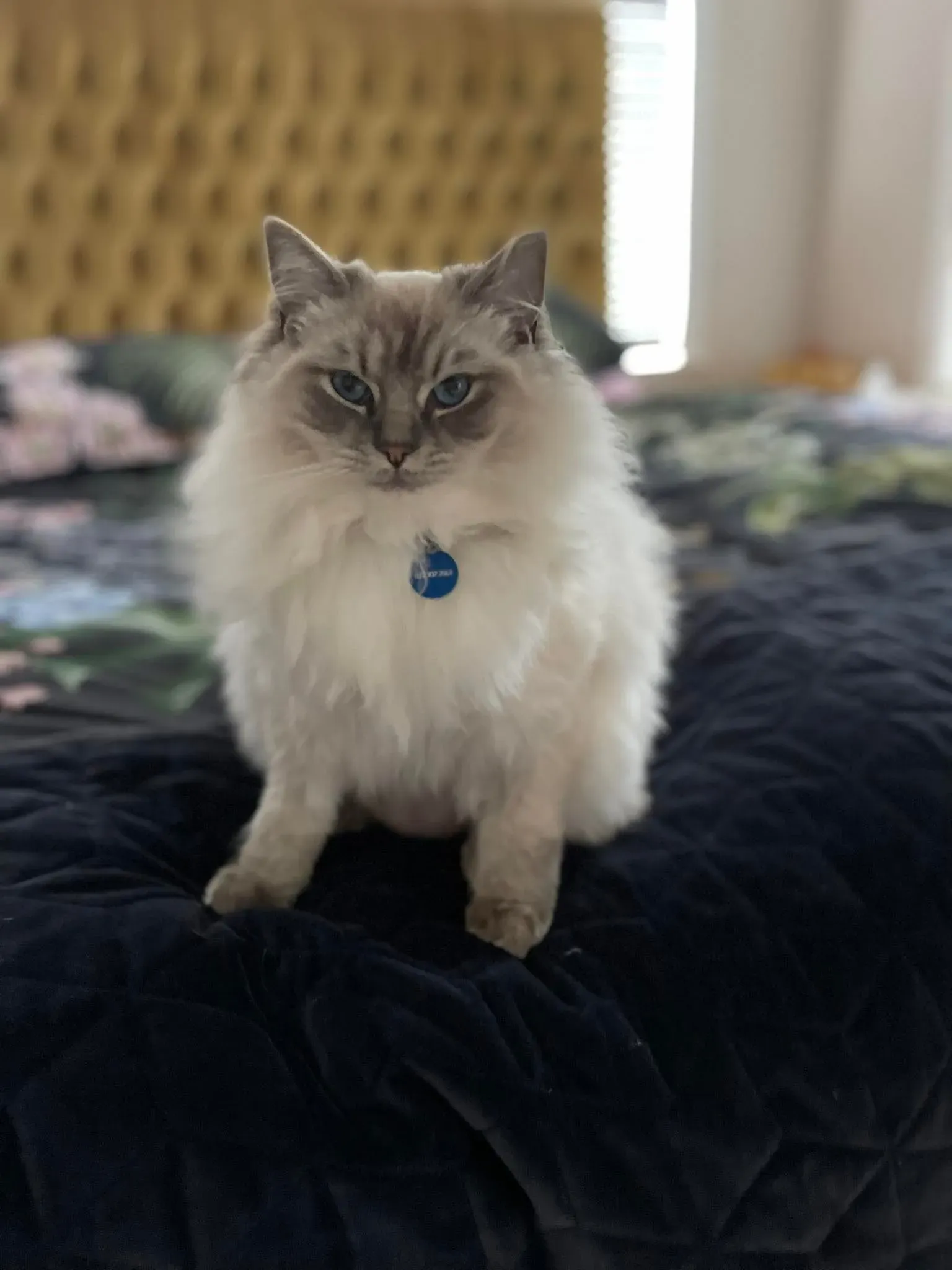 Blue tabby point male Red Moon aka Mao