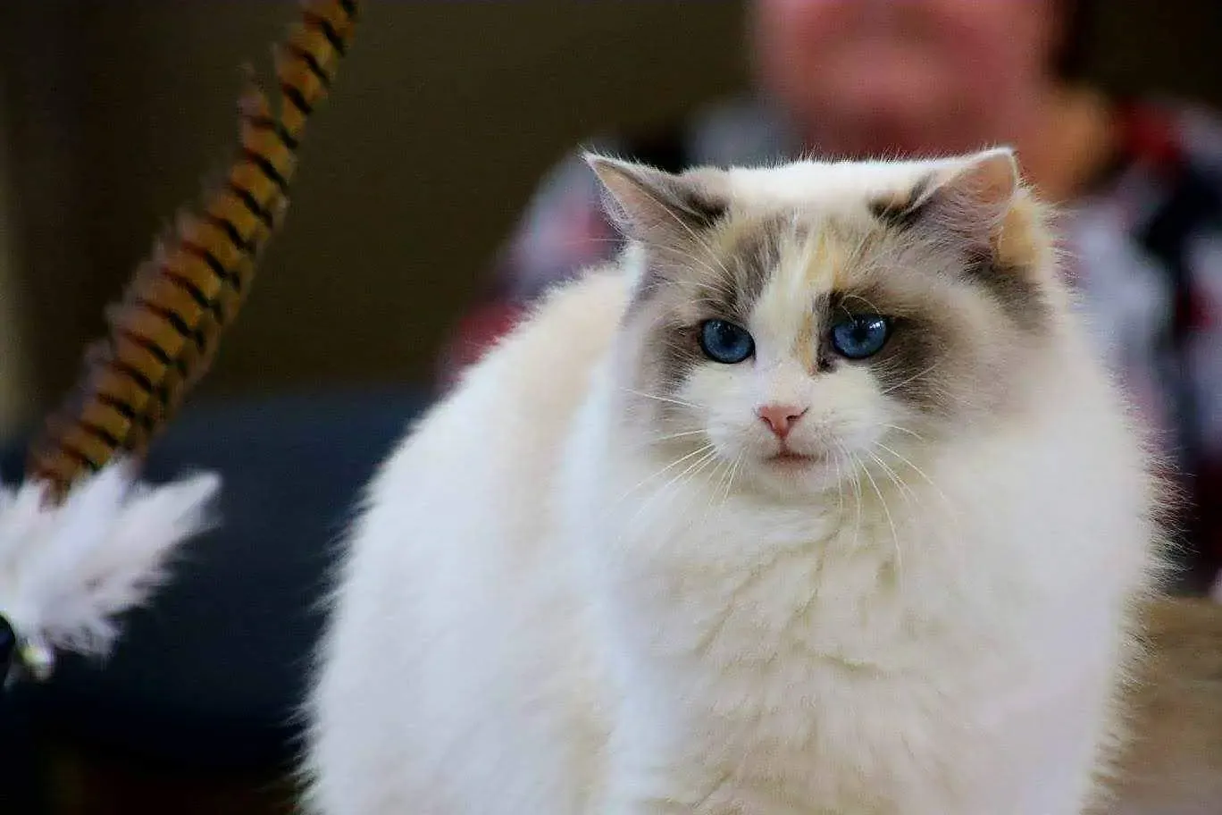 Blue tortie bi-color female Willow