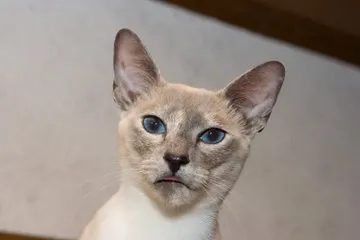 Blue Tortie Point Siamese Cat