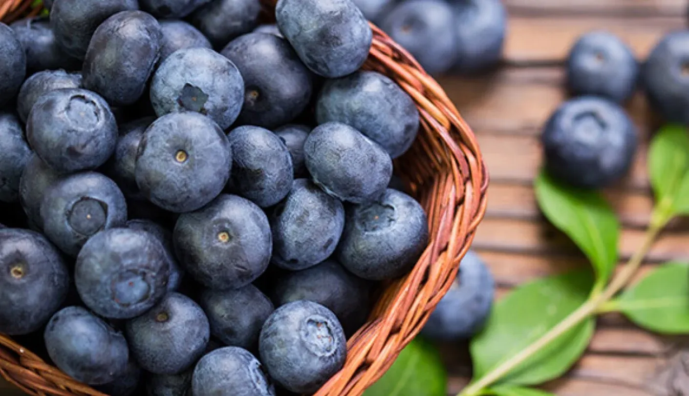 Blueberries as antioxidant-packed dog rewards
