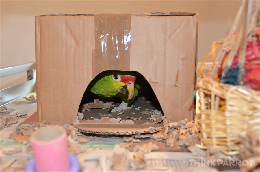 Bobbie inside a box perceived as nesting site