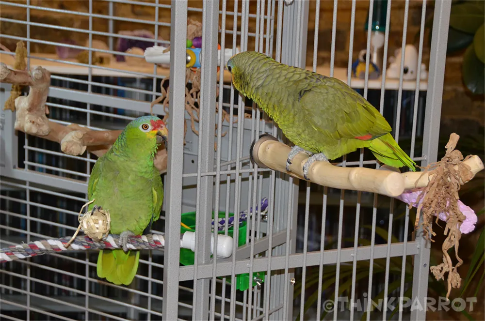 Bobbie warning Ollie with raised feathers and intense stare