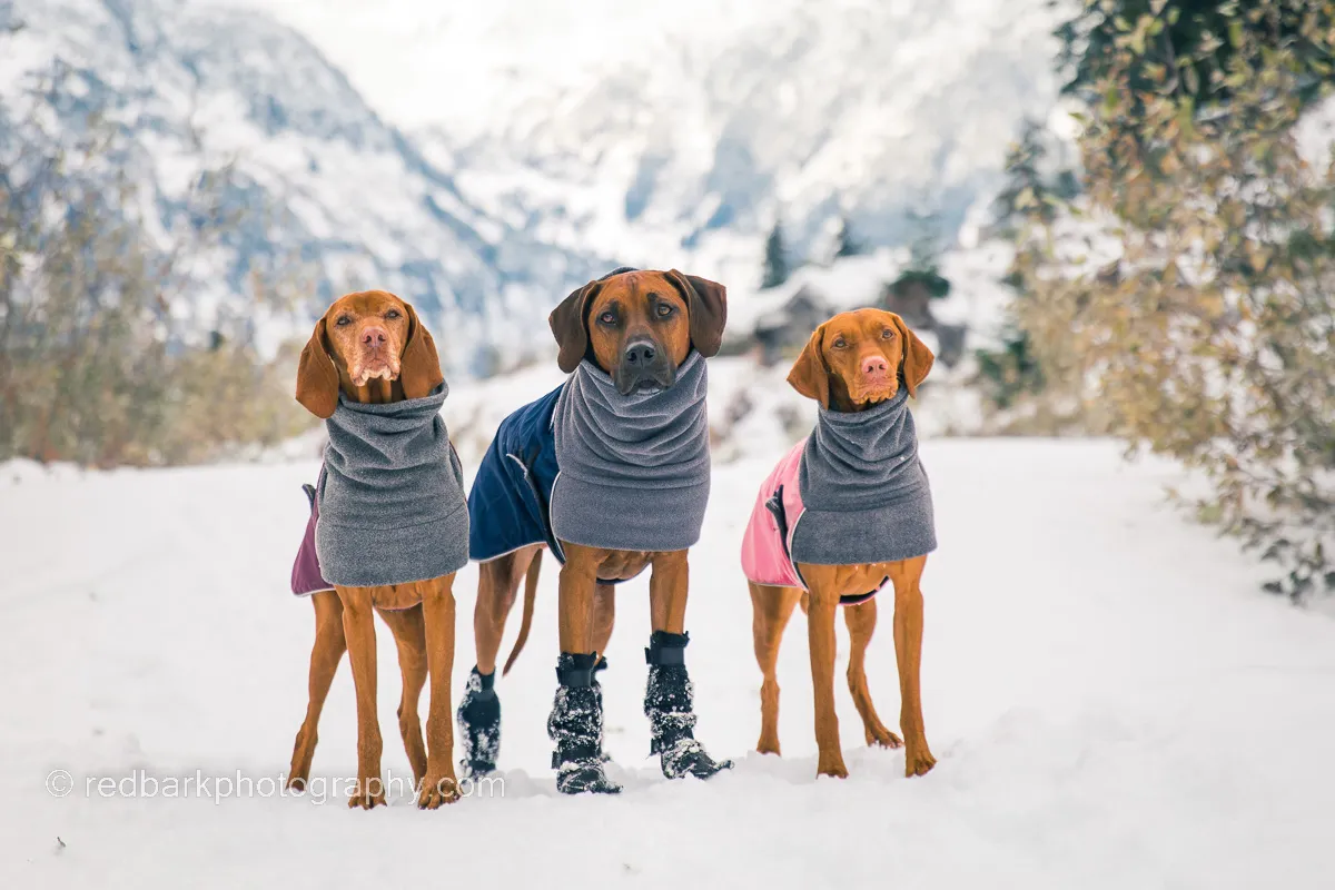 Bodhi, a dog more sensitive to cold weather, wearing protective gear