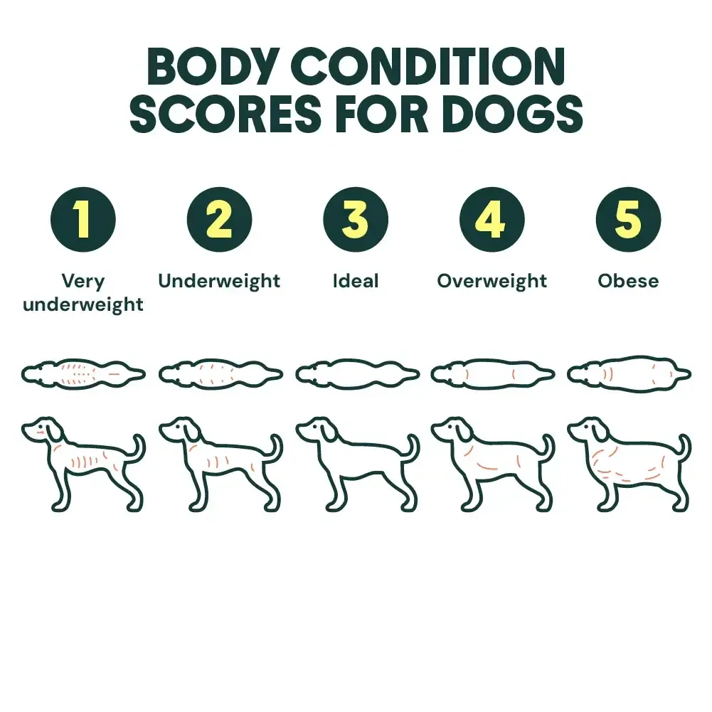 Body condition scores for dogs showing underweight, ideal, and overweight comparisons