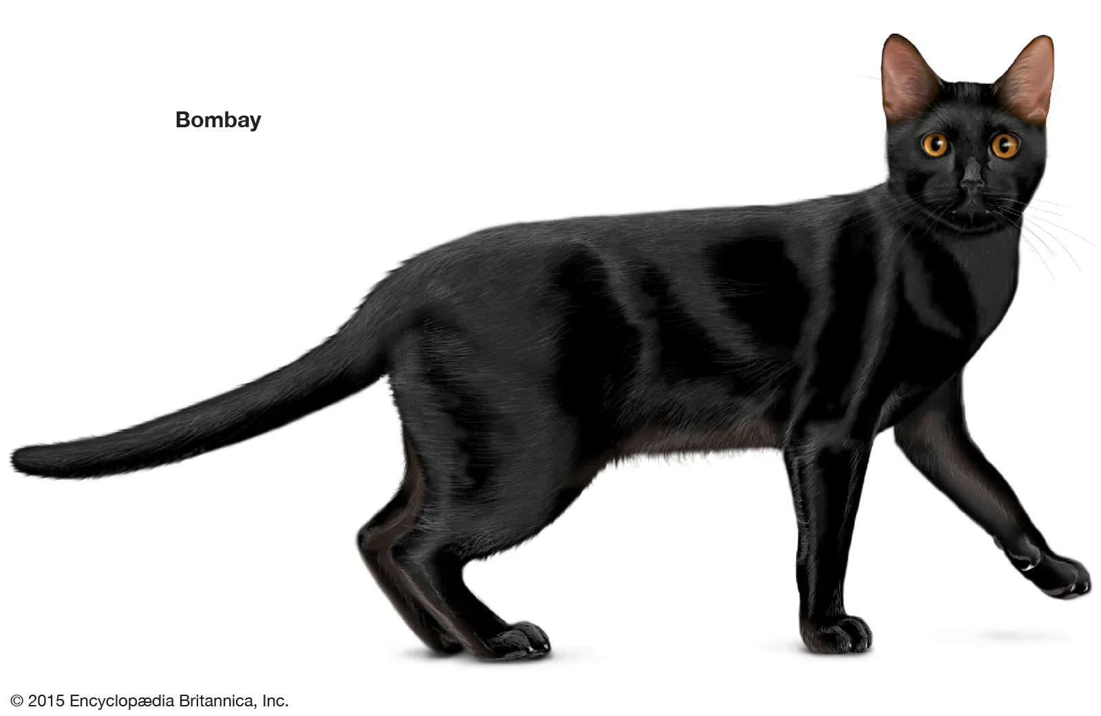 Bombay cat resembling a miniature black panther