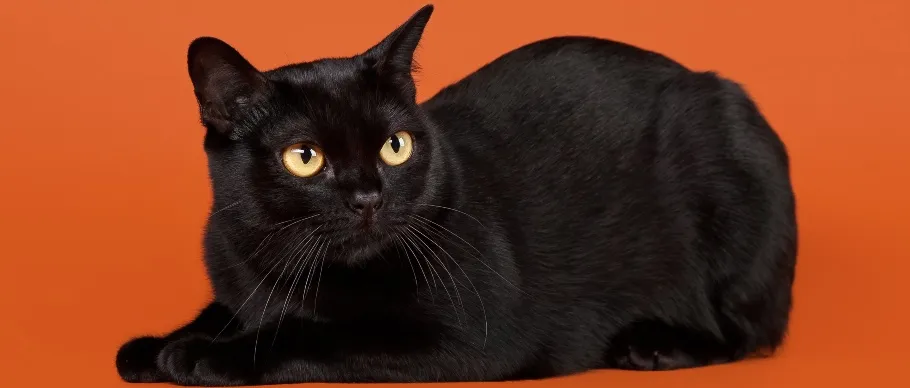 Bombay cat with sleek, panther-like black fur