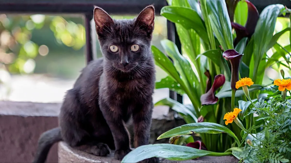Bombay cat